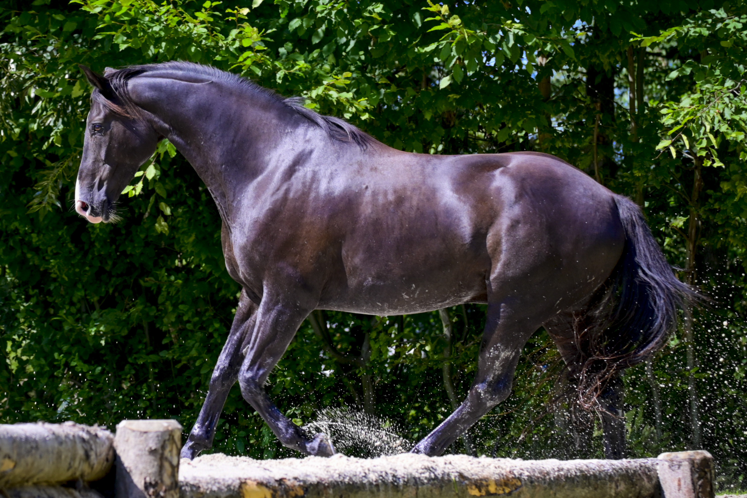 Scaramouche Scaramouche